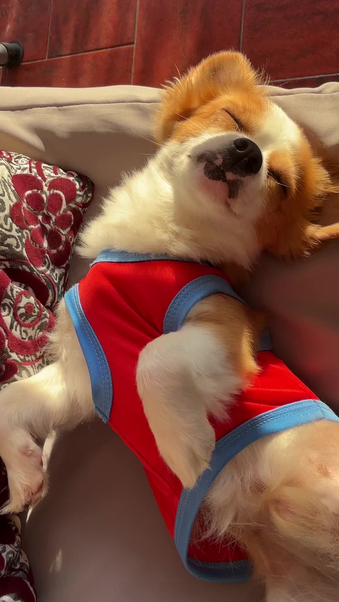 @Michela 🐕