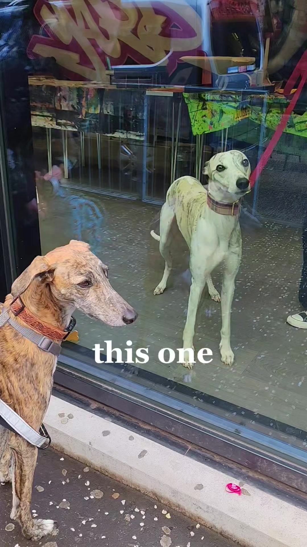 @LollyTheStrayDog
