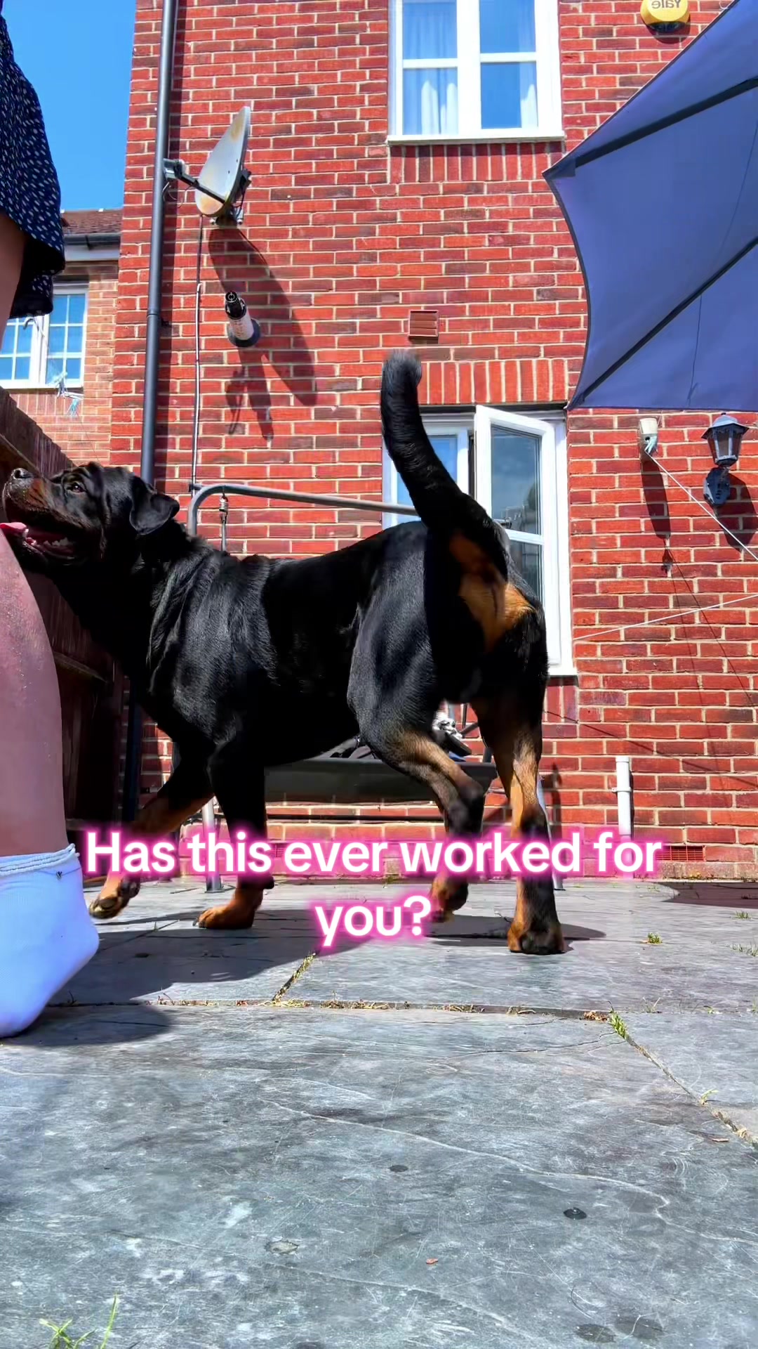 @Marie & Rico the Rottie