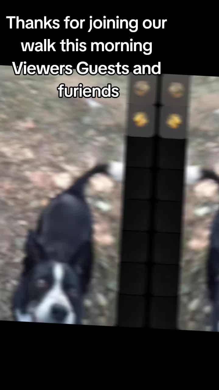 @Bordercollies Anonymous Club