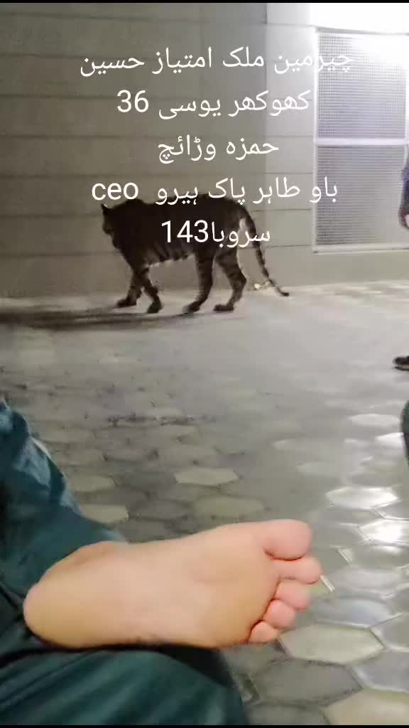 @▄︻デملک اشہباز اعوان سروبا 143═