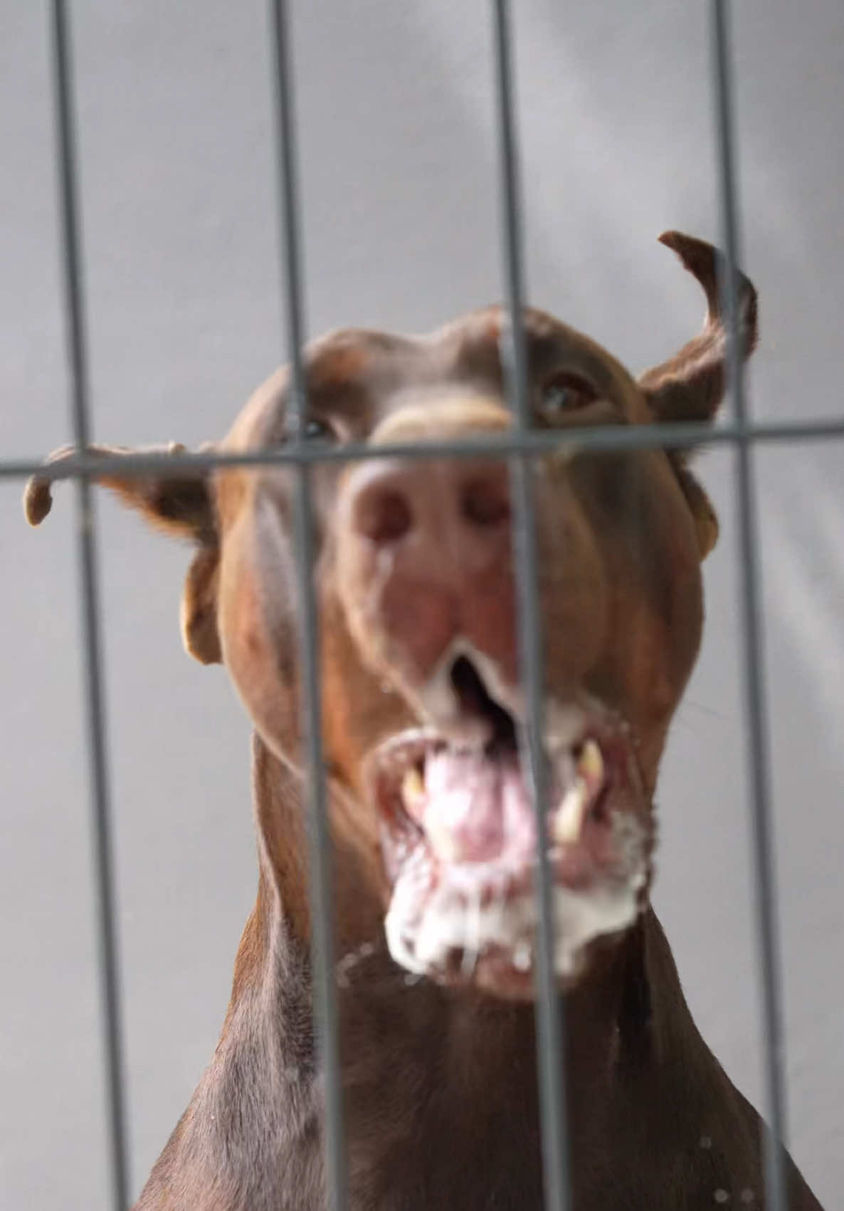@GRAREVA dobermanns