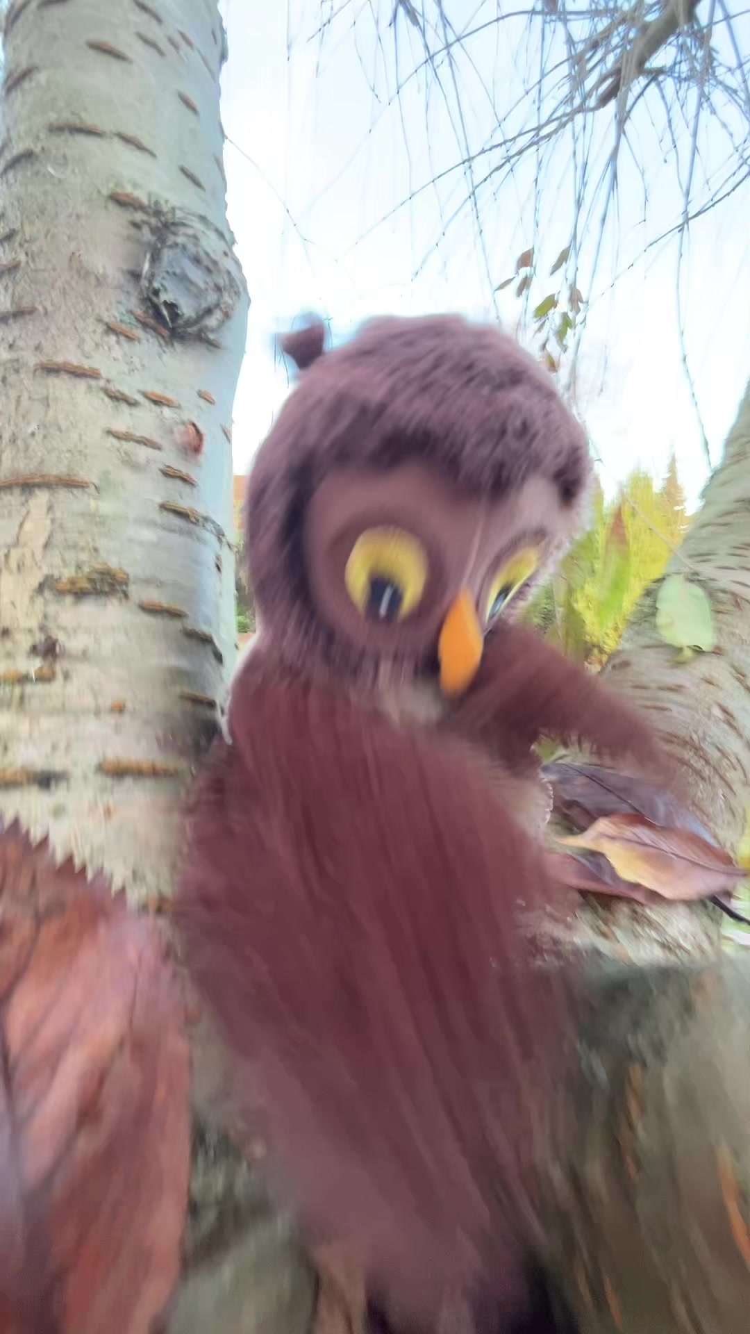 @🦉✨ Eule✨m✨🦉
