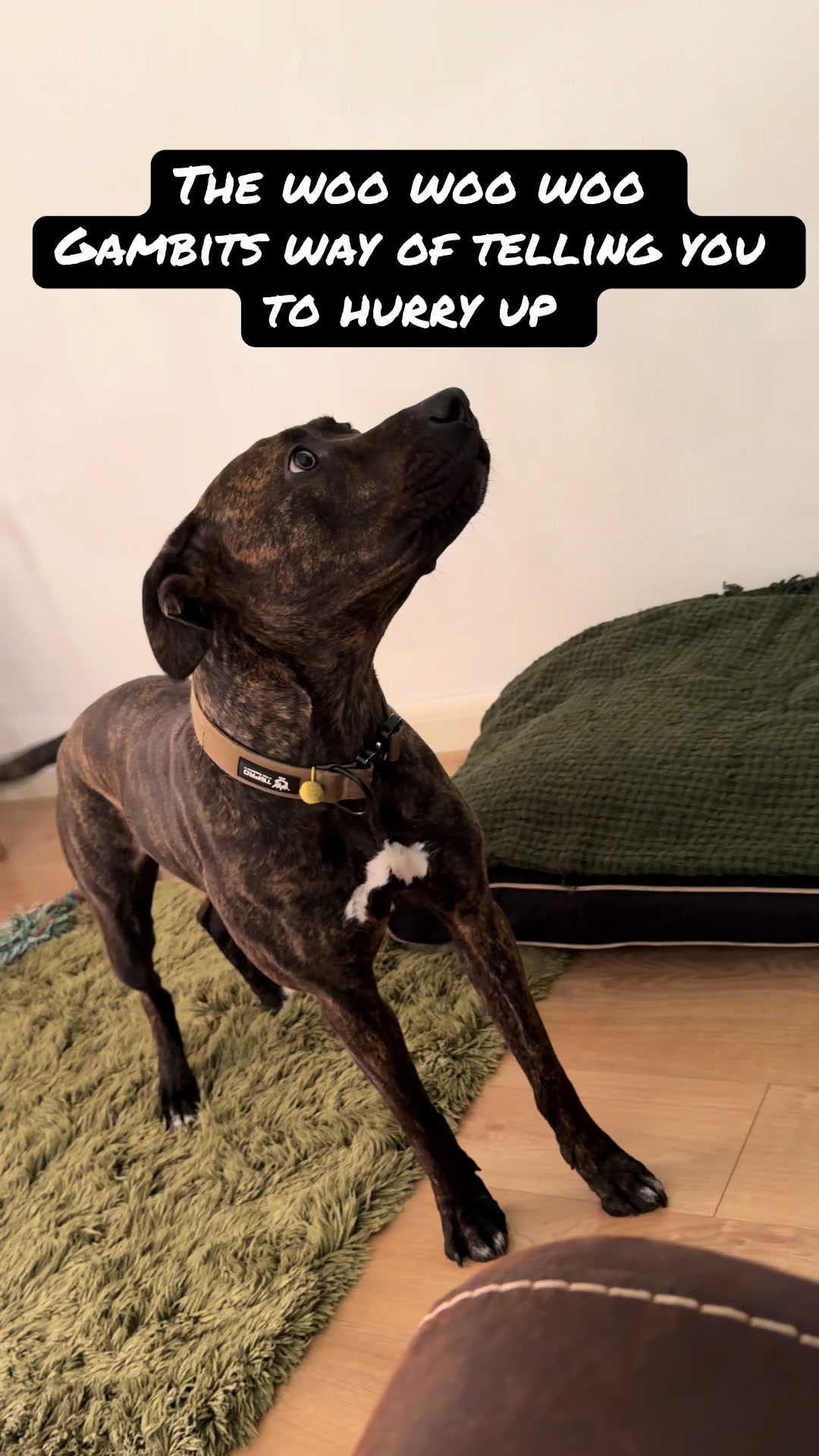 @TheCatandDogTeam