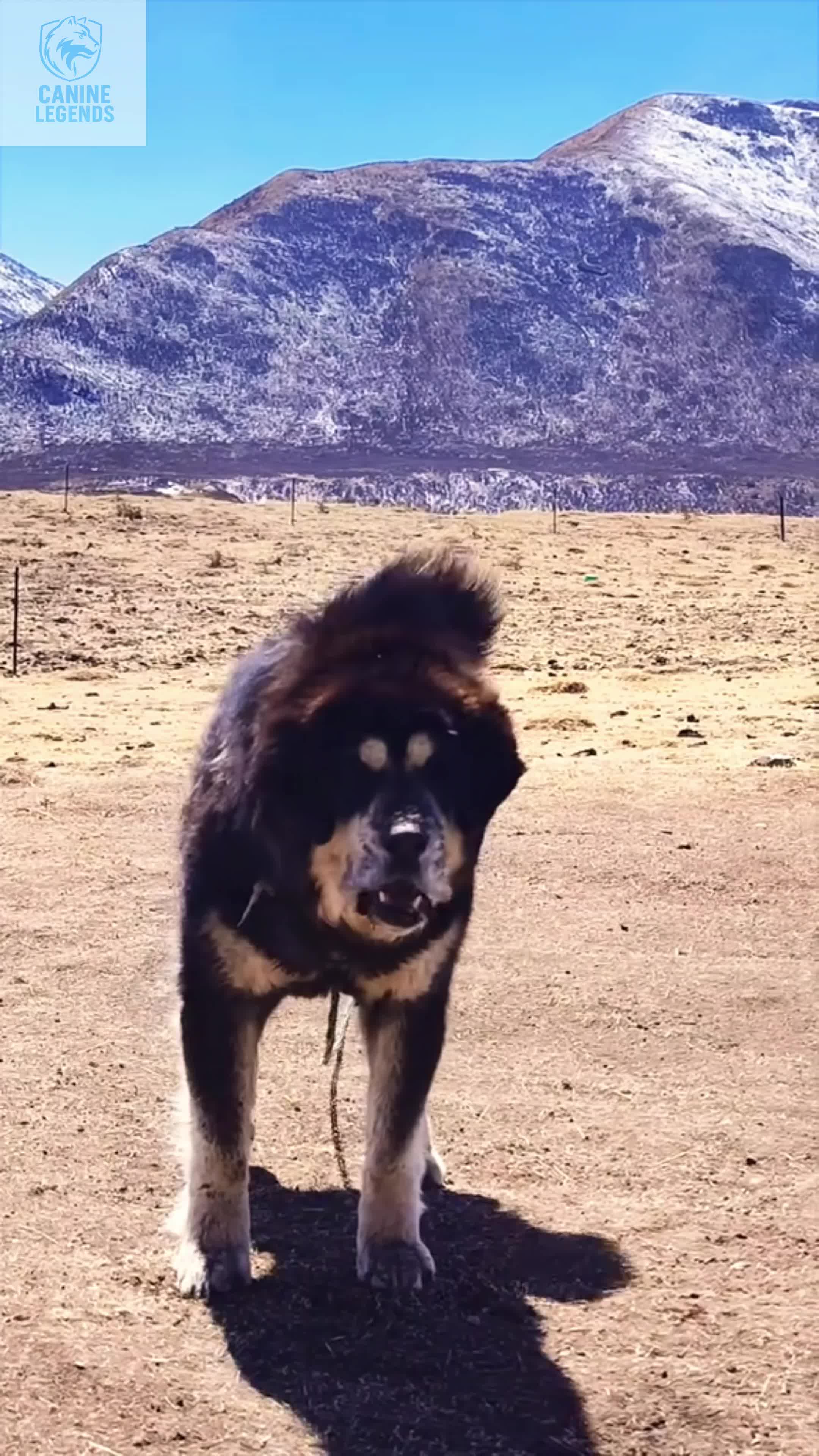 @Canine Legends