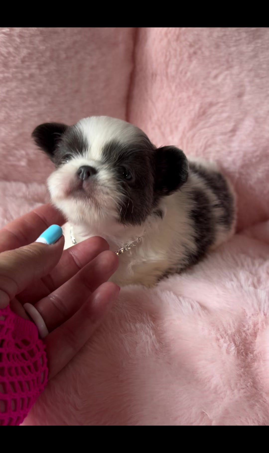 @Xhiana Chihuahuas. 🇪🇸