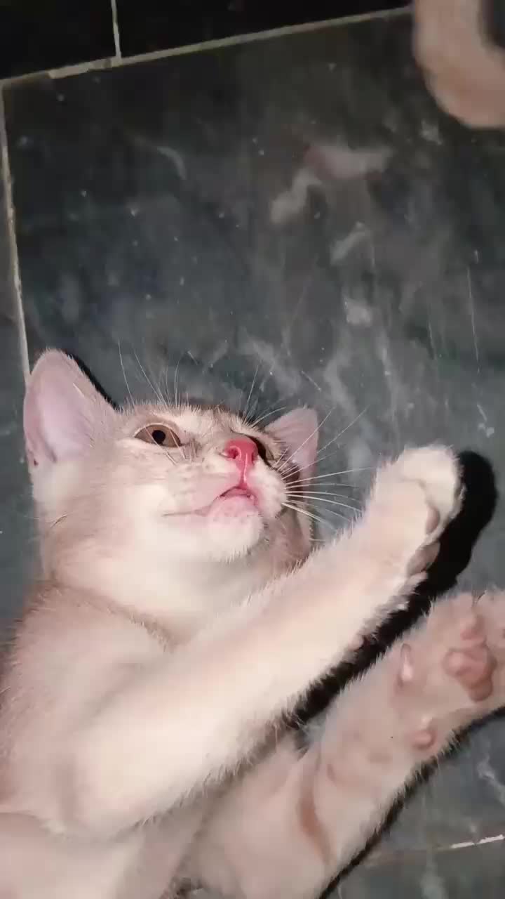 @cutecatlover8172