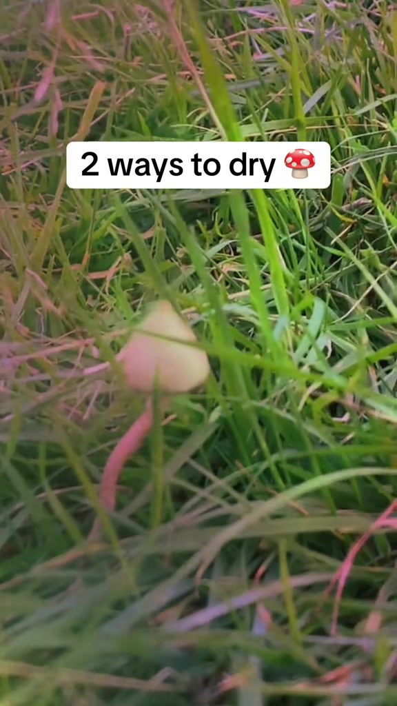 @MementoMushroom