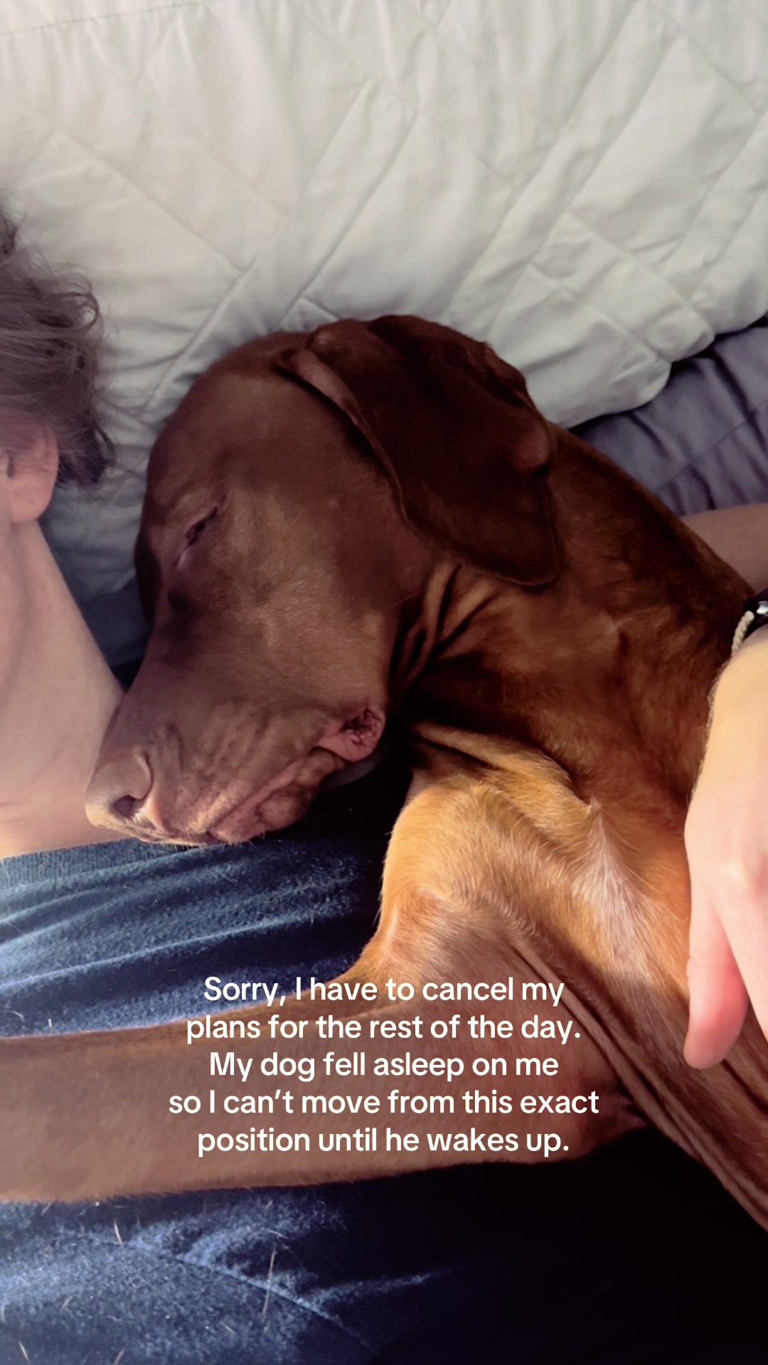 @Tycho the vizsla