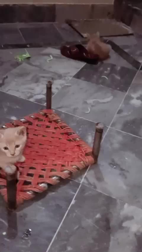 @cutecatlover8172