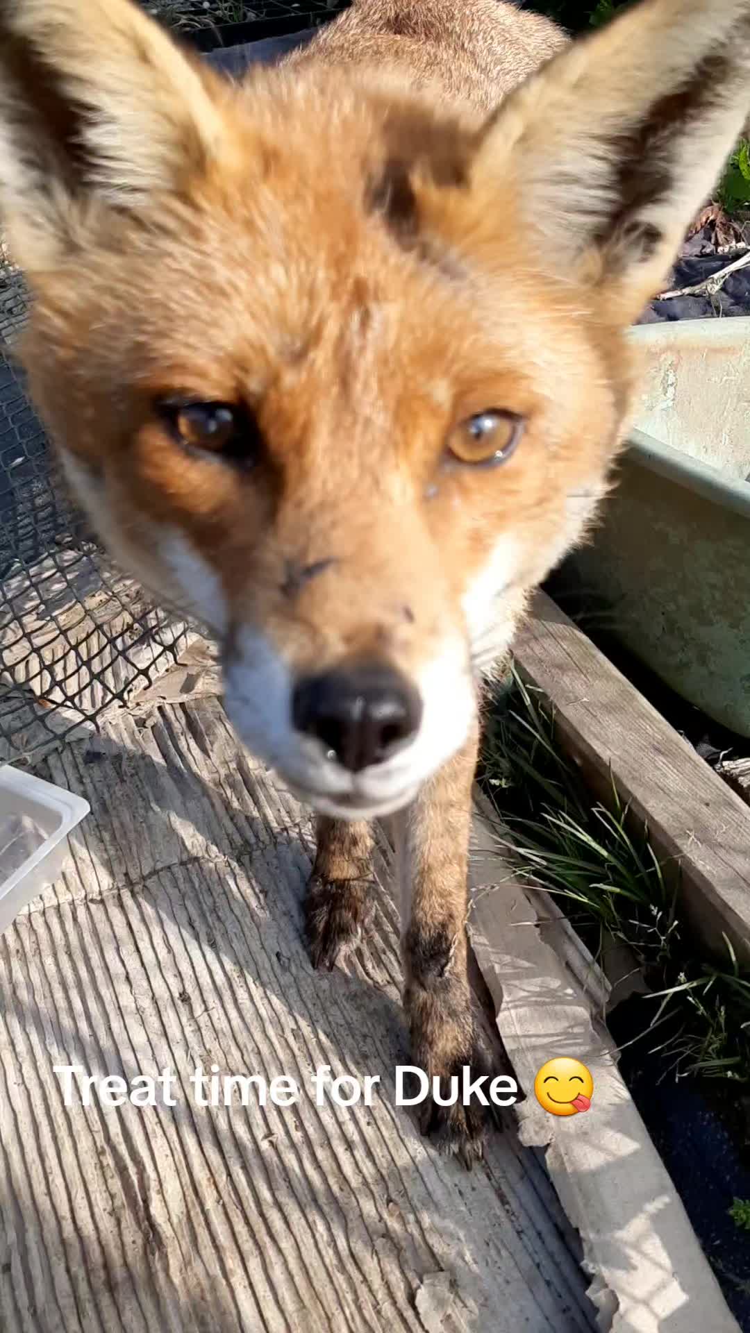 @John the Fox
