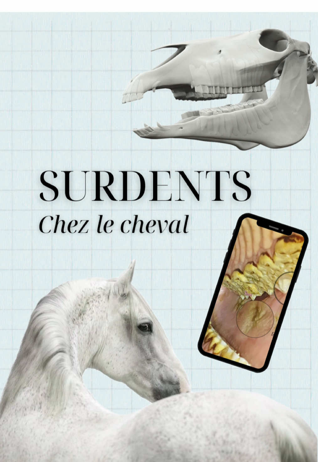 @Animae Ostéo
