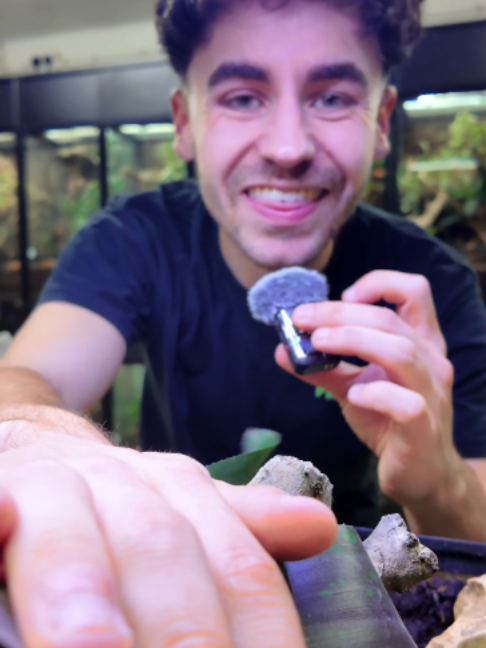 @prorep_reptile