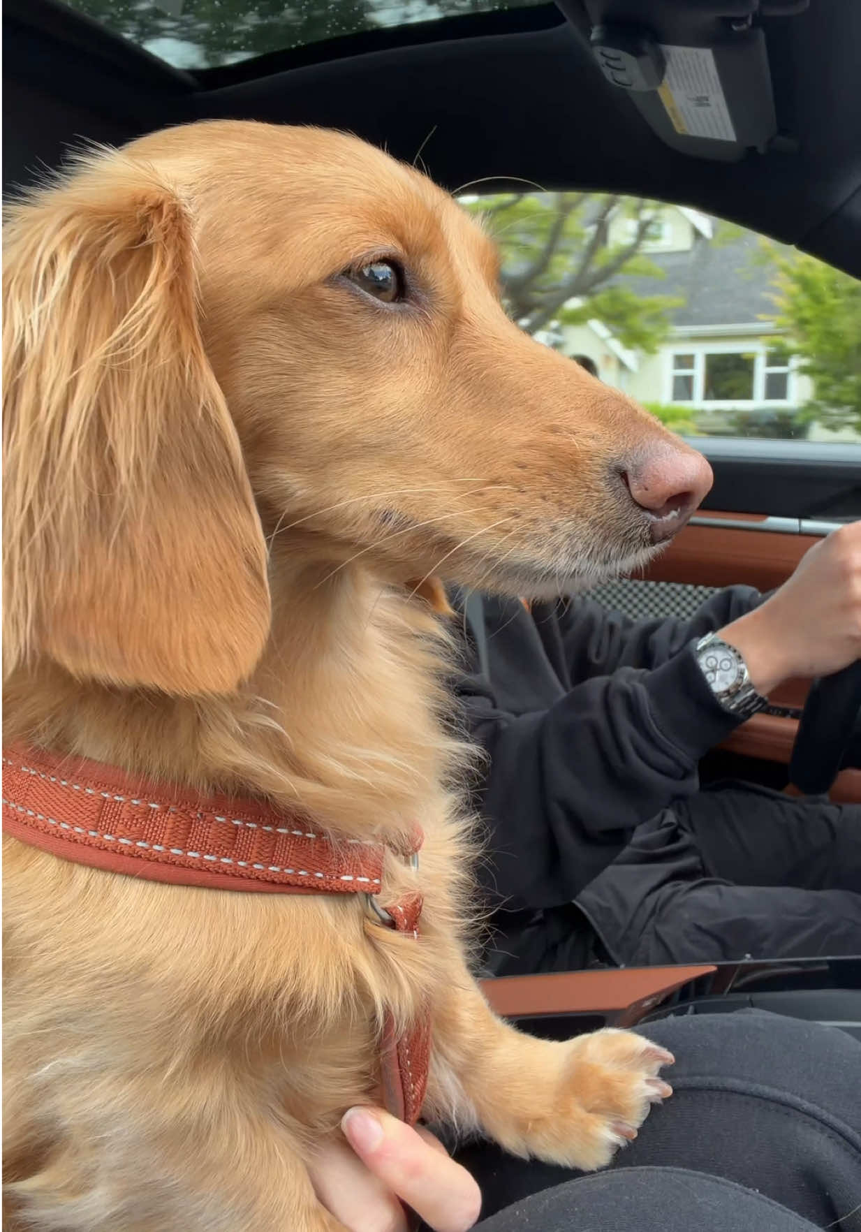 @cashewdachshund
