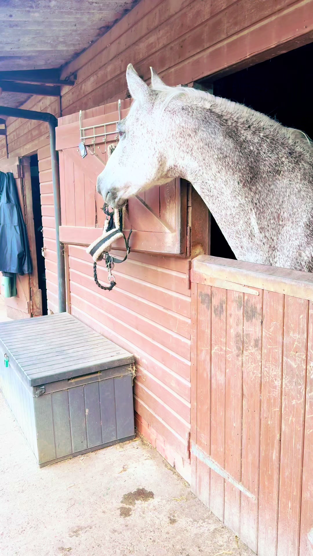 @Slough horses