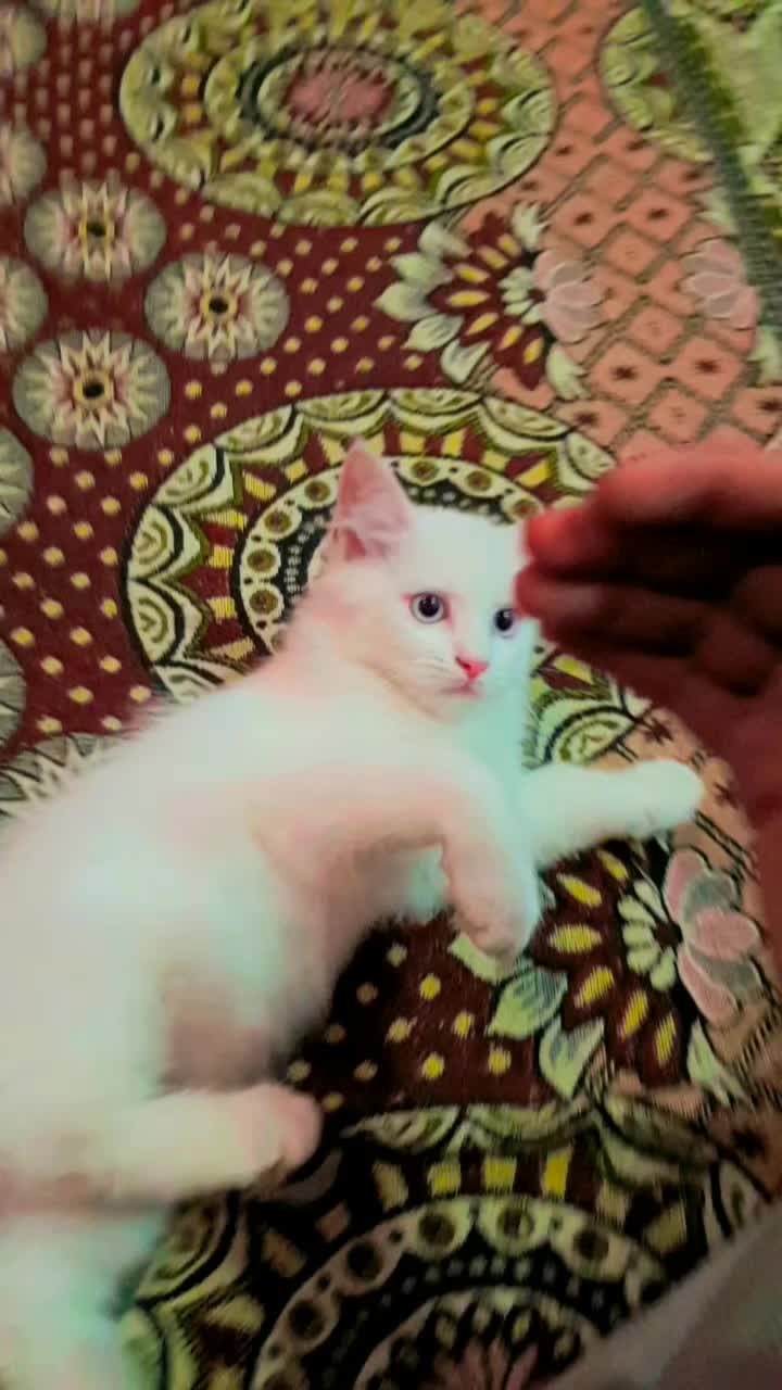 @Äŕhäm ŔãJpòöť😈😈