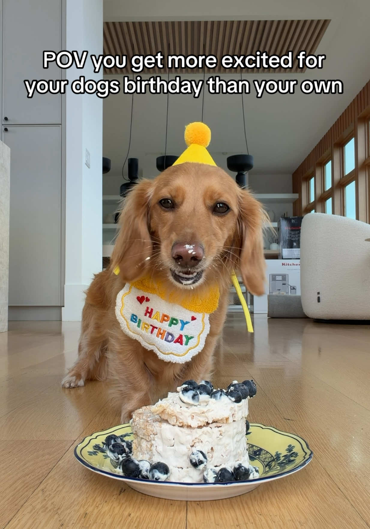 @cashewdachshund