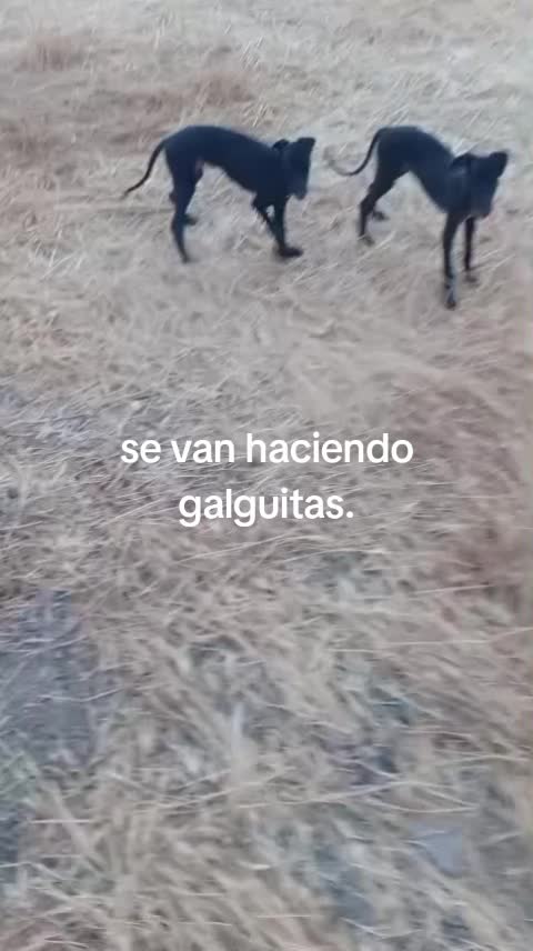 @cocodrilo
