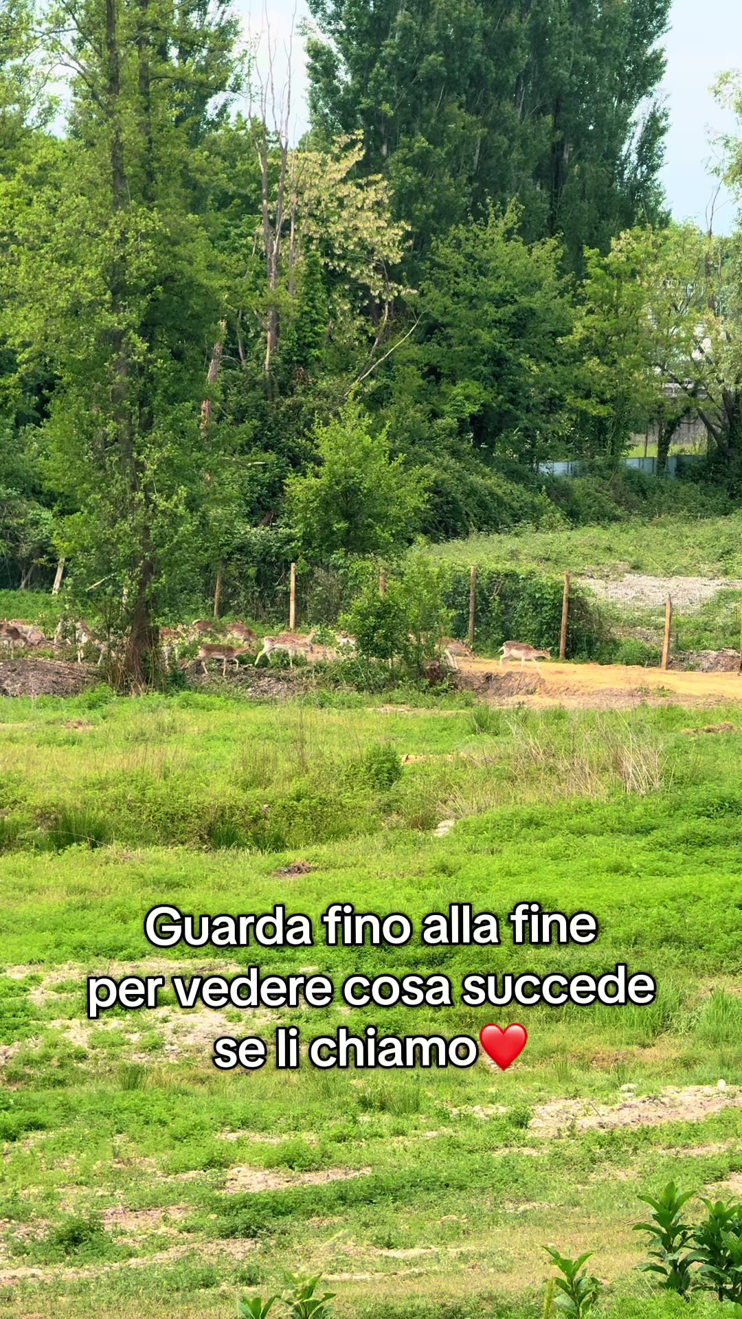 @Diario a Quattro Zampe