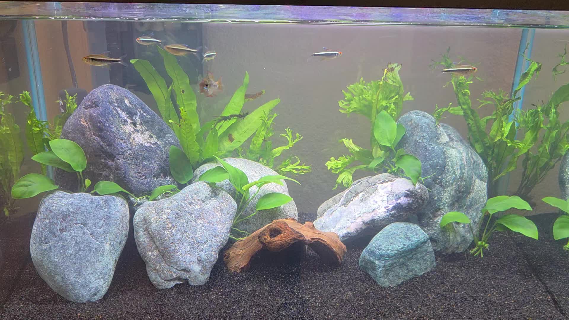 @Aquatic Artist