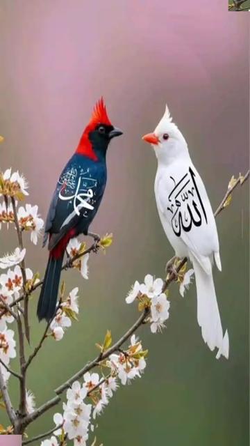@usman.rajj