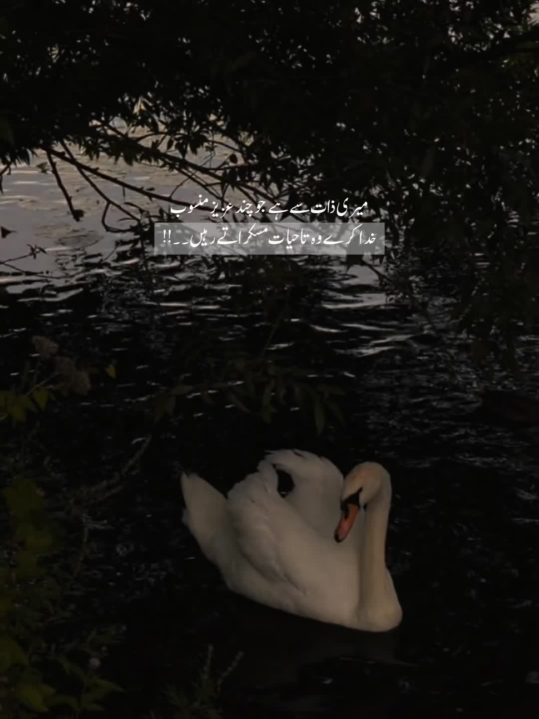 @𝐓ʜᴇ 𝐌ᴏᴏɴ🖤