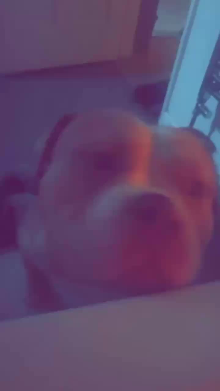 @certidogzuk
