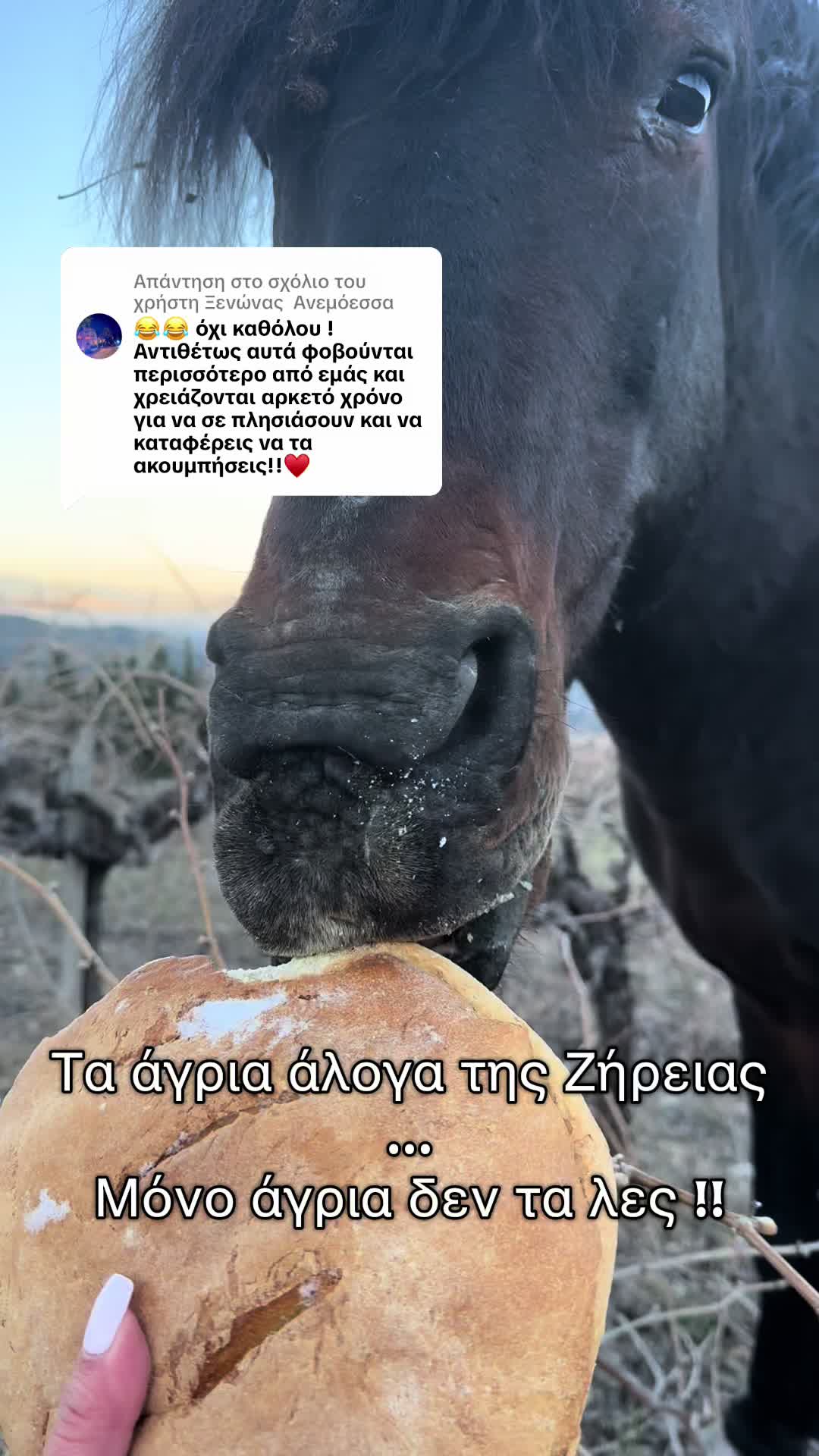 @Ξενώνας Ανεμόεσσα