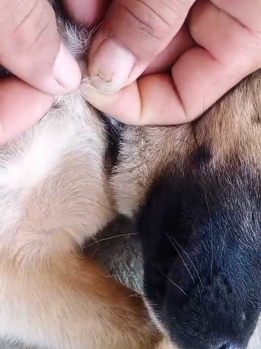@dog757