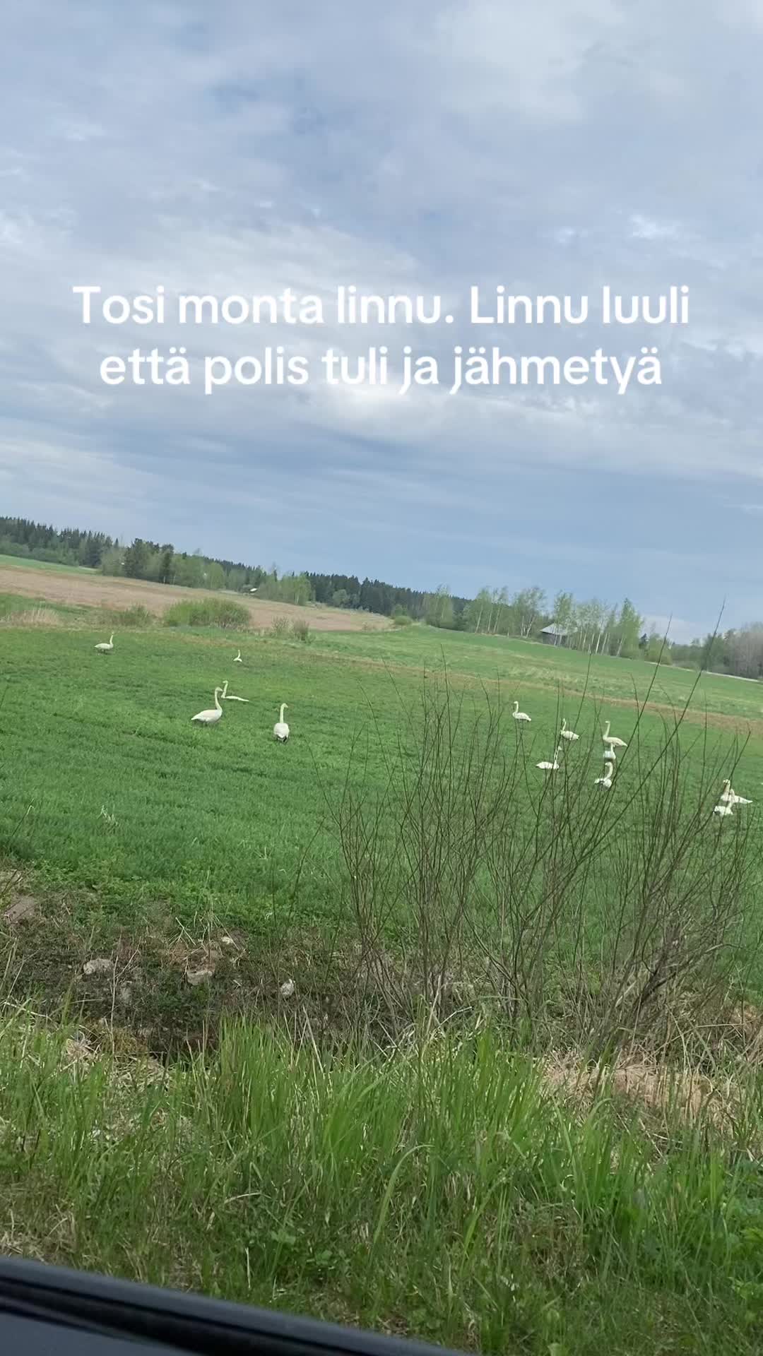@Olga Aaltonen