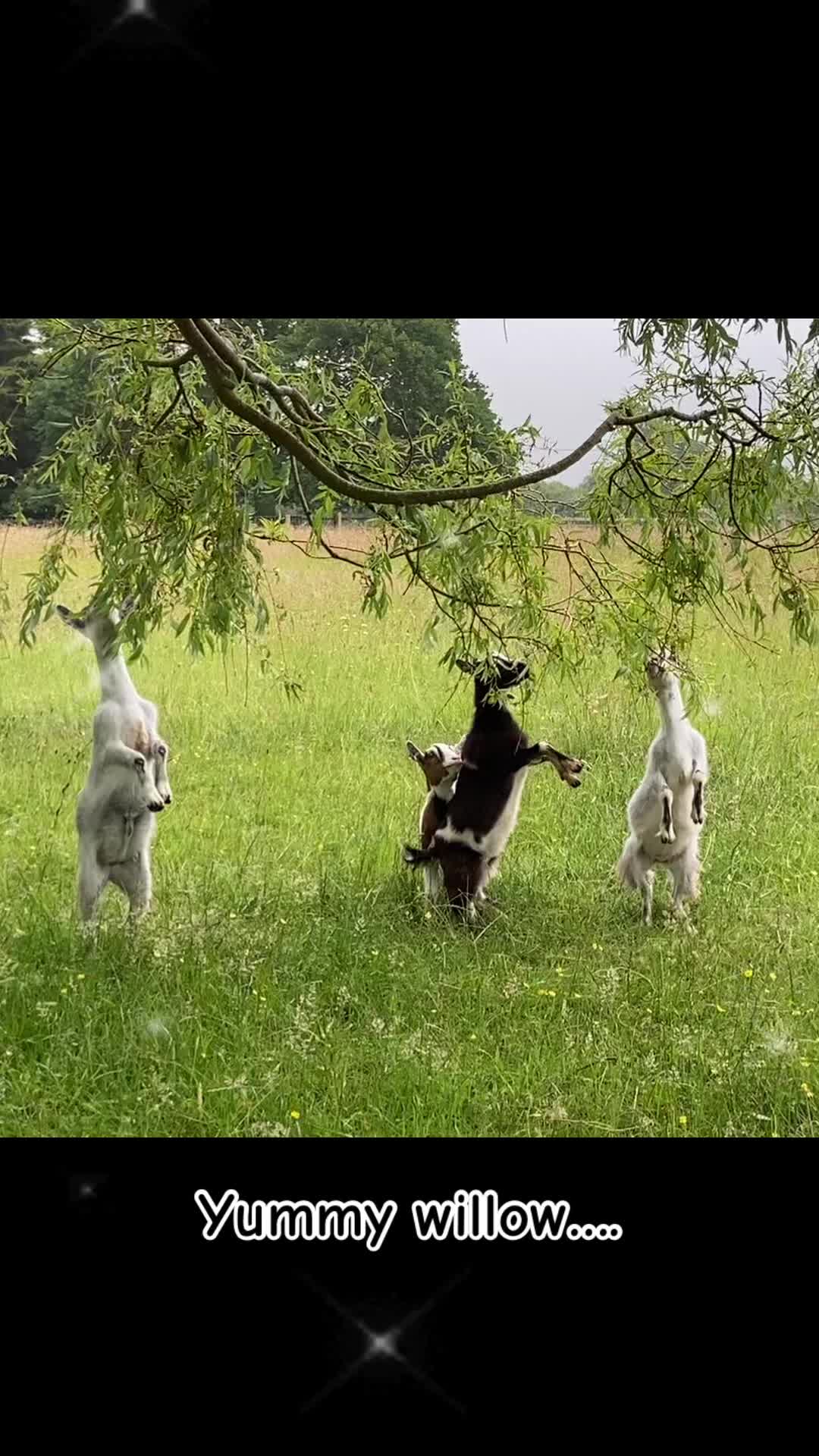 @GiddyAboutGoats