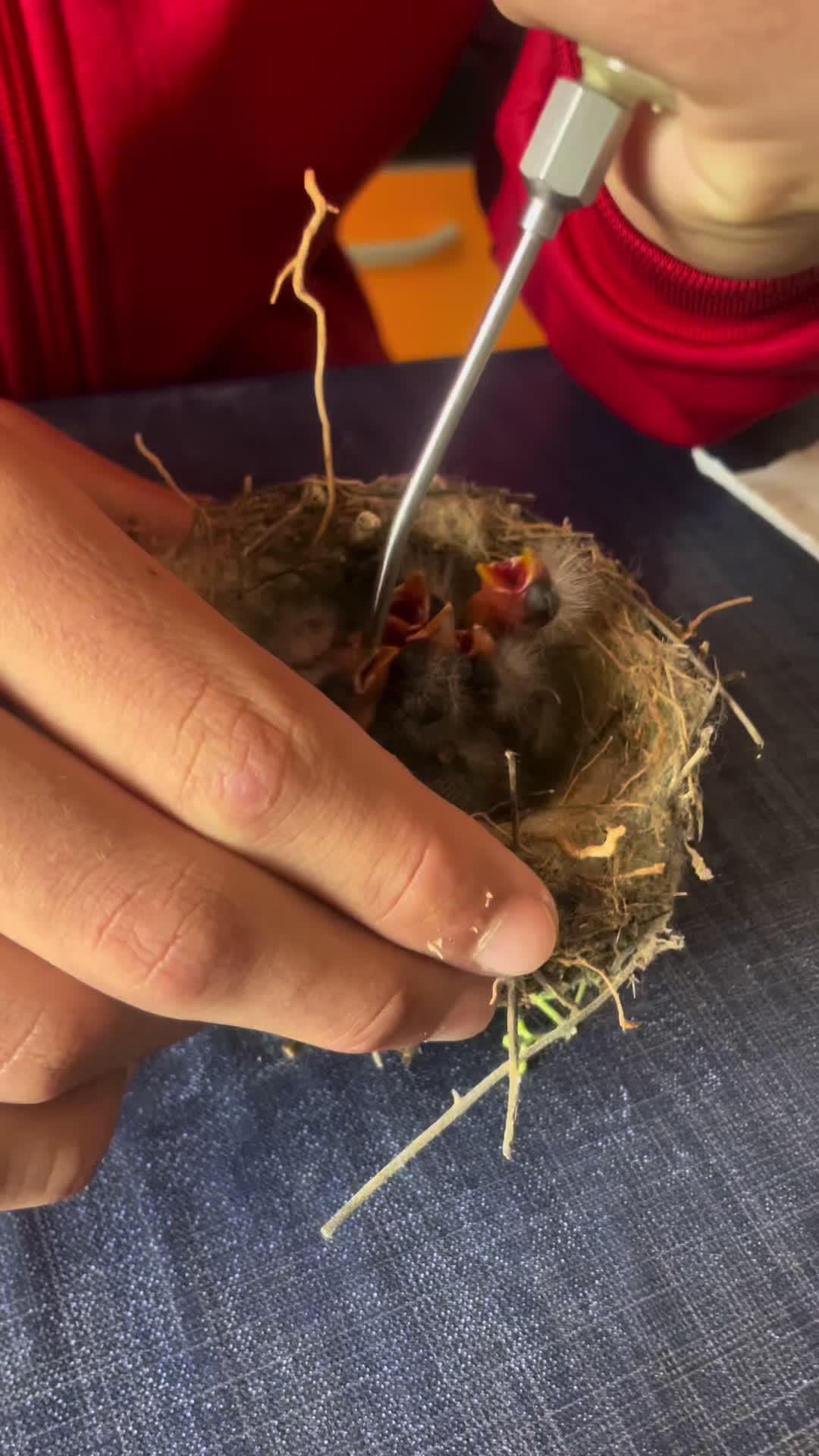@AviarioAS