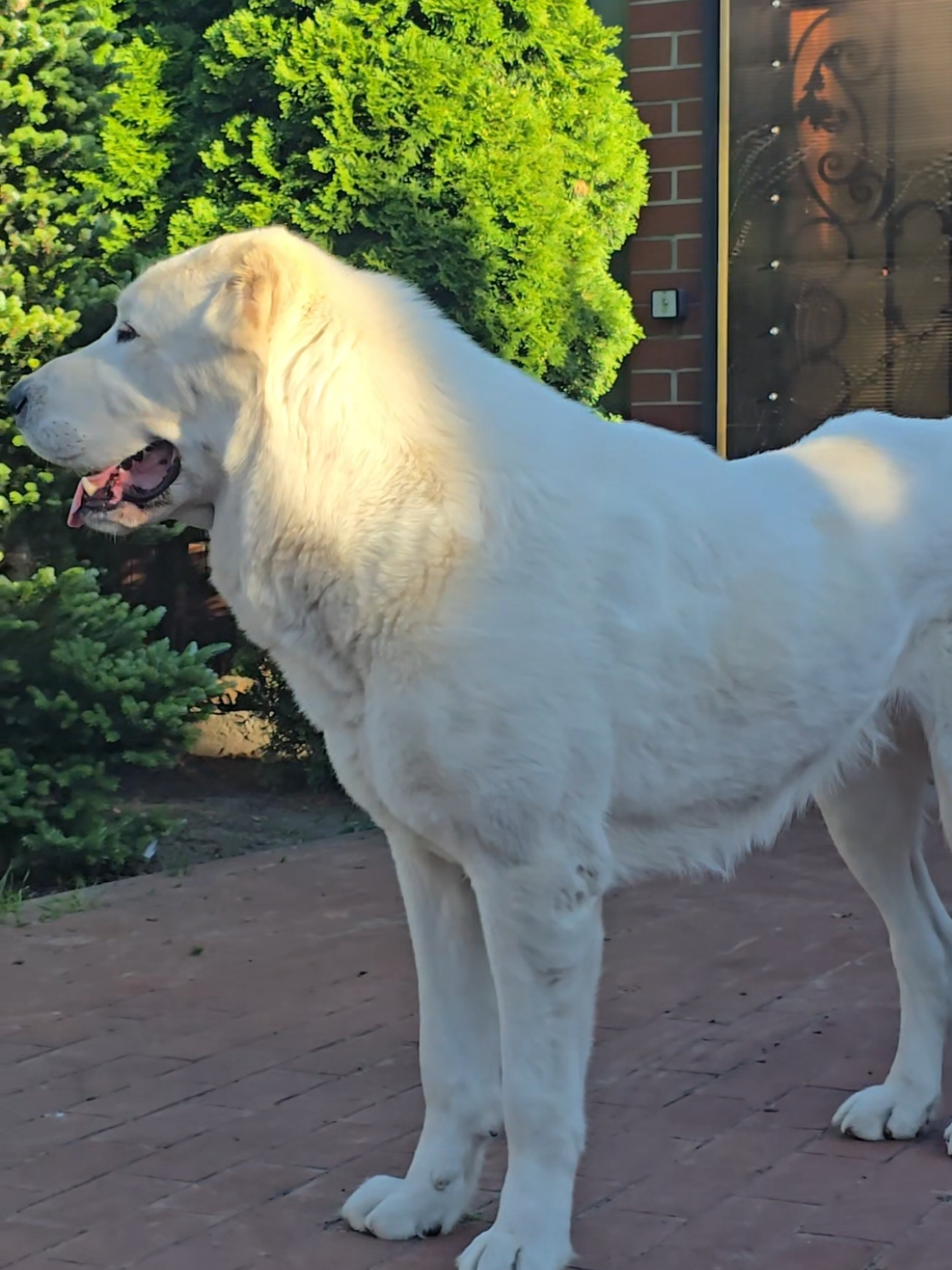 @ABELHAYATKENNEL
