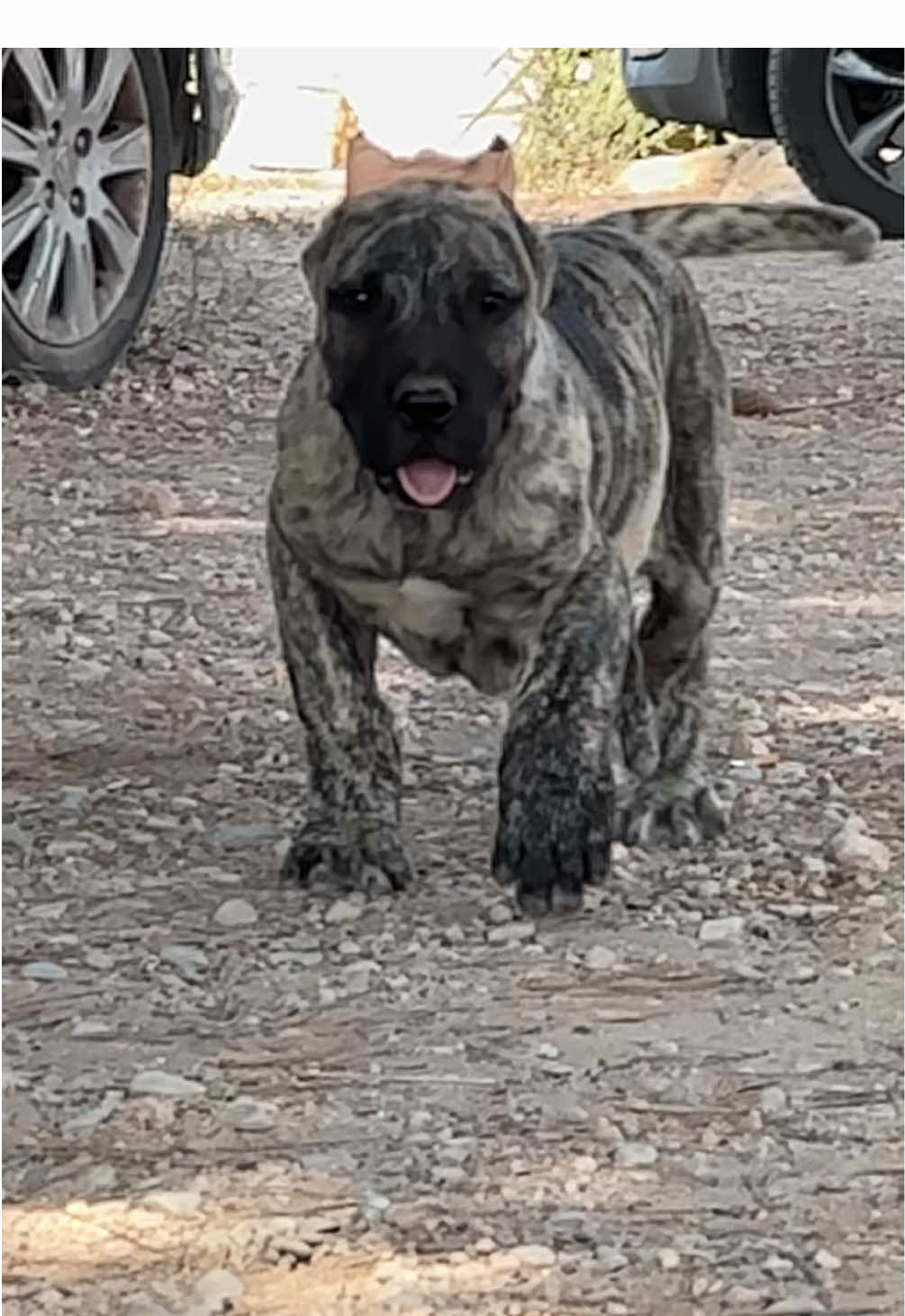 @Alberto Presa Canario Sanz