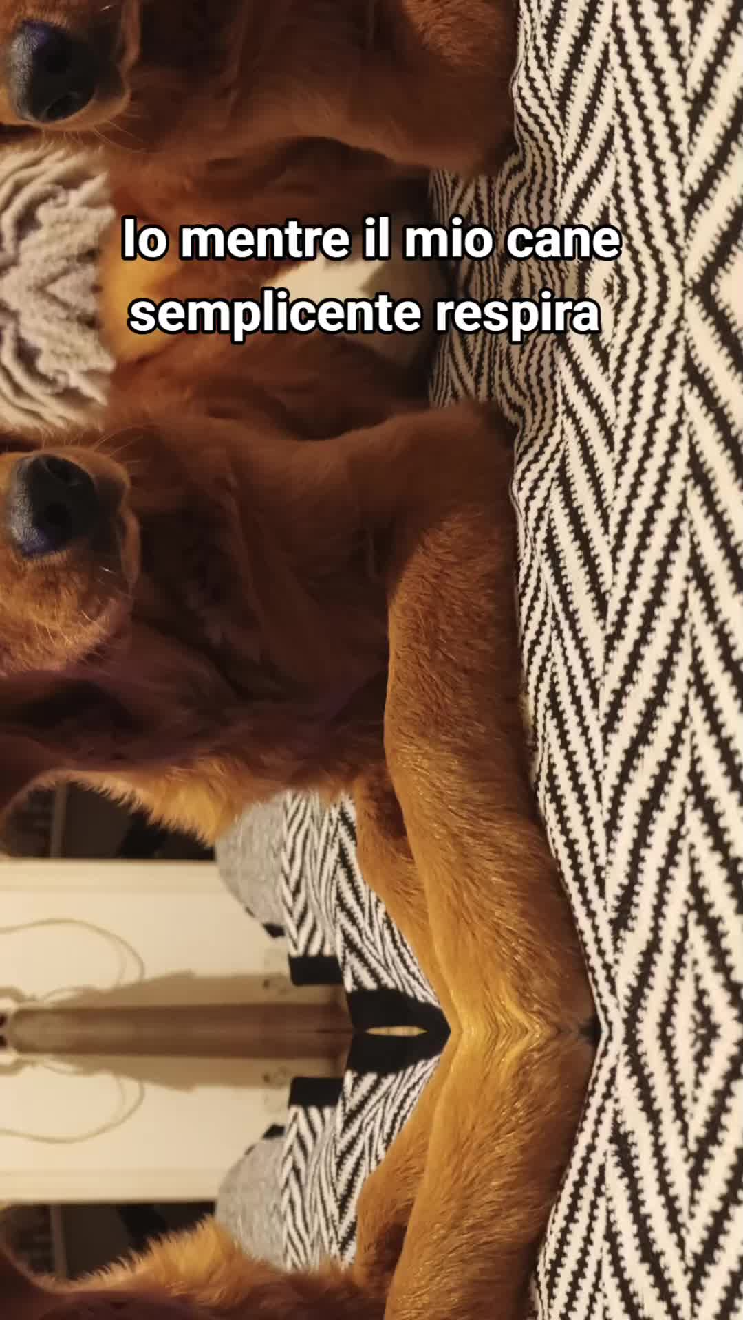 @Roberta Cucco