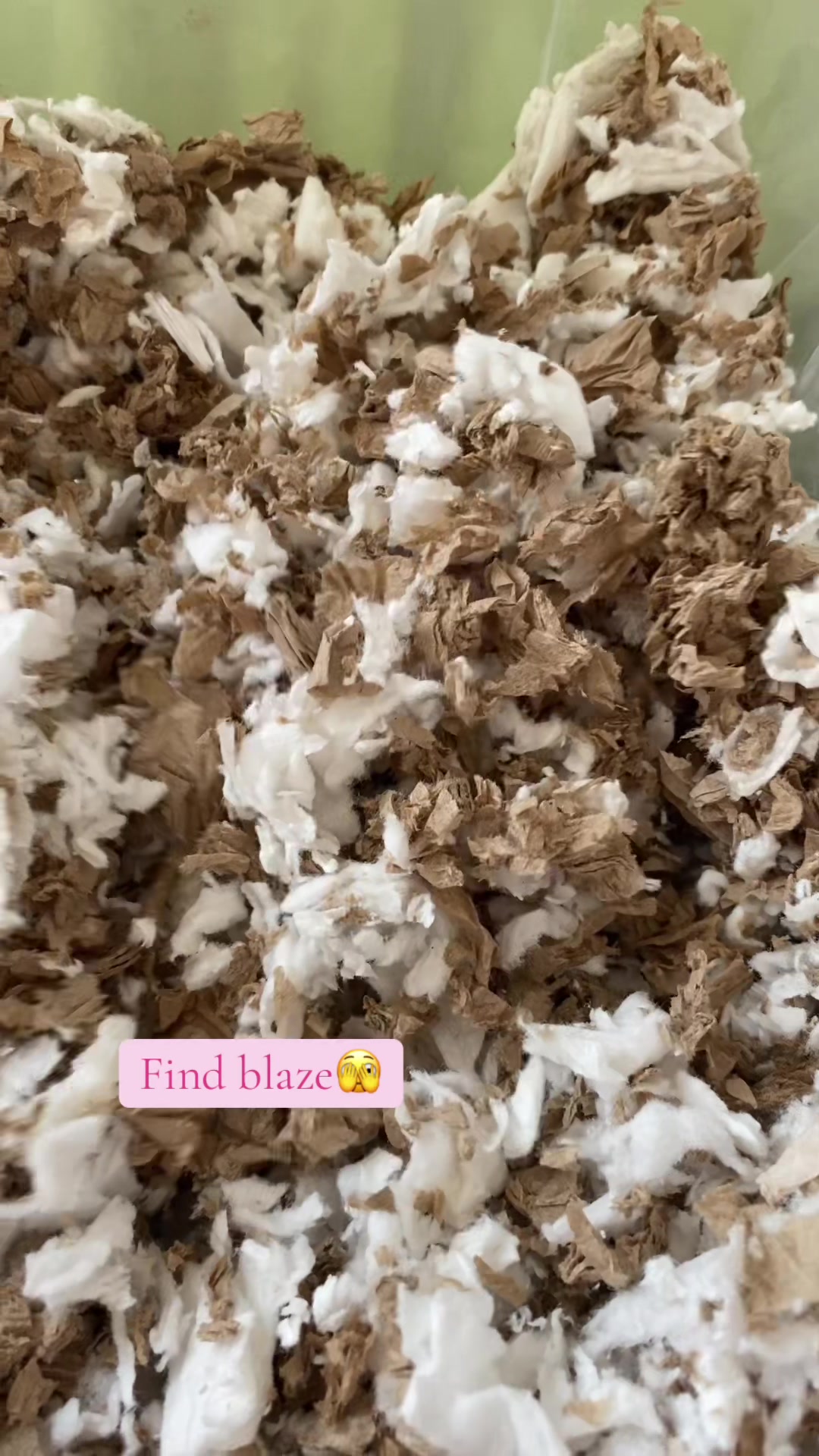 @Blaze🫶🏻