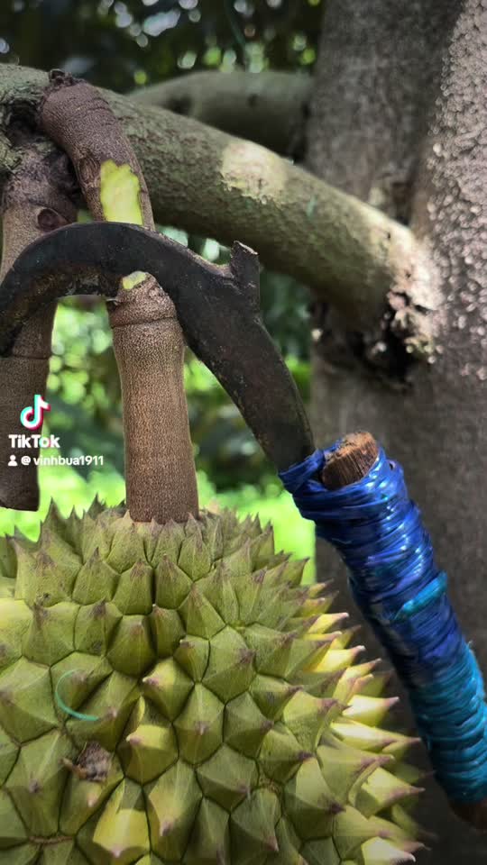 @Vinh Bùa