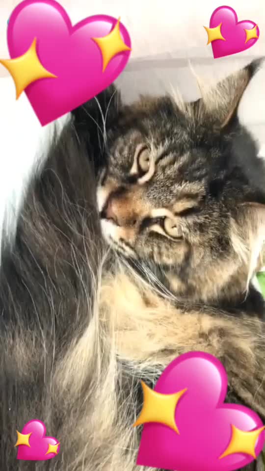 @💖Lola💖