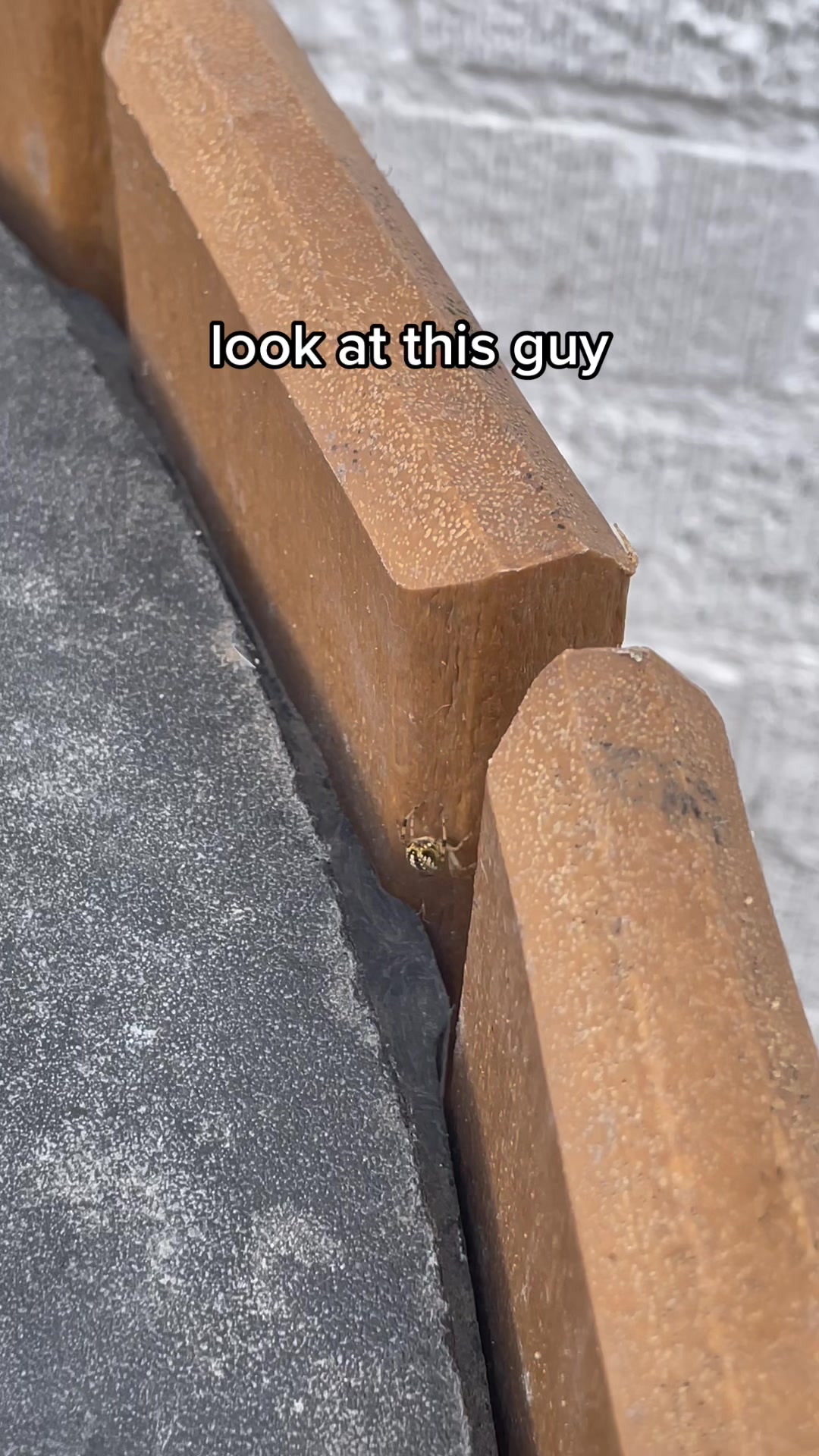@veronica 🕷️