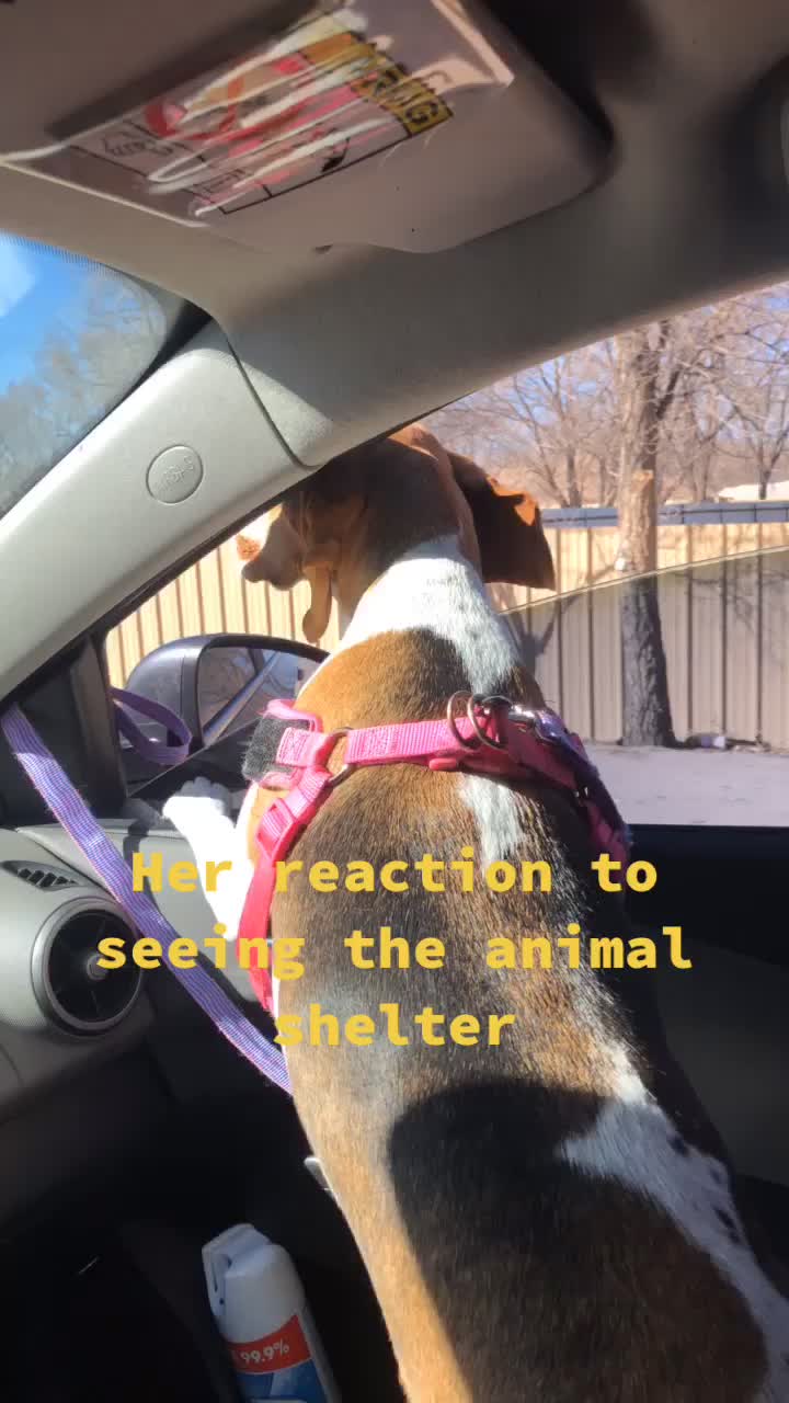 @Adventures of sky the beagle