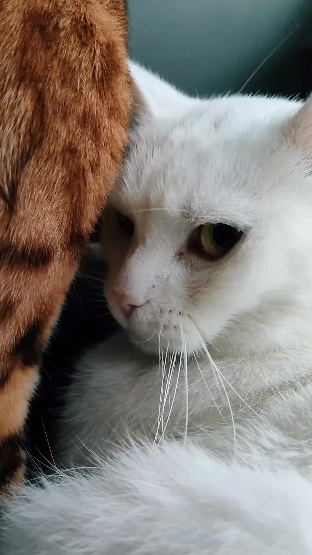 @Richard the Bengal cat