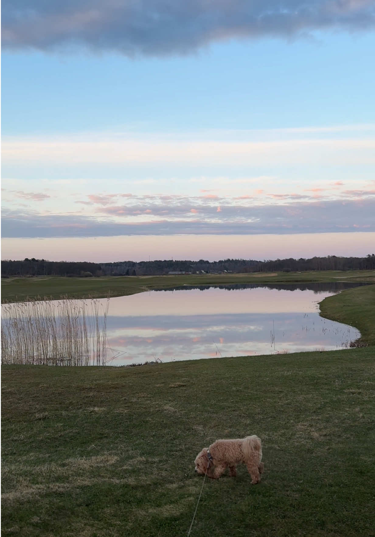 @ellen.golf