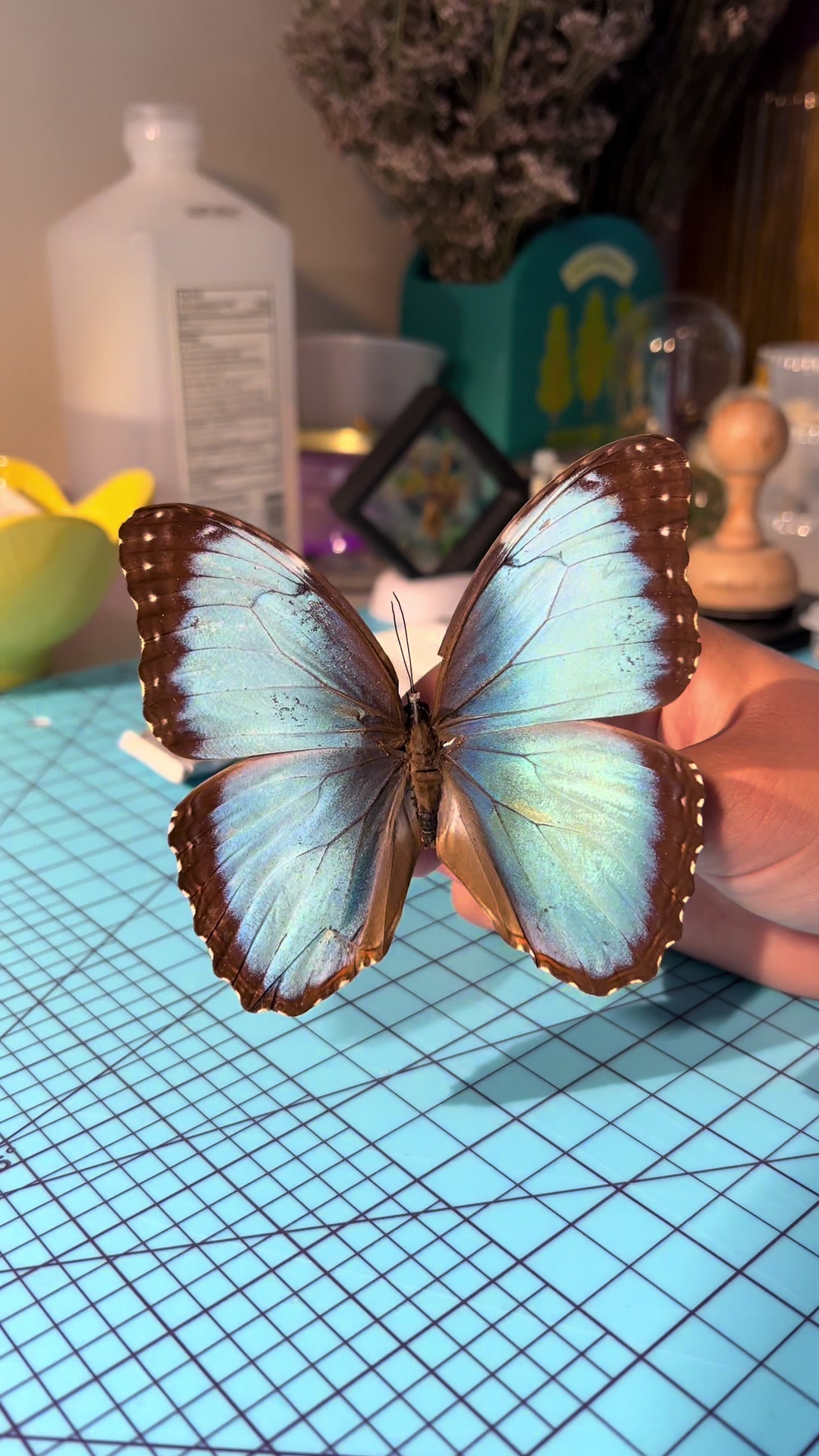 @FernsBugs