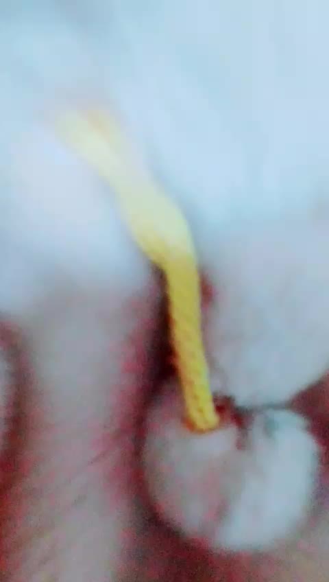 @cute pie