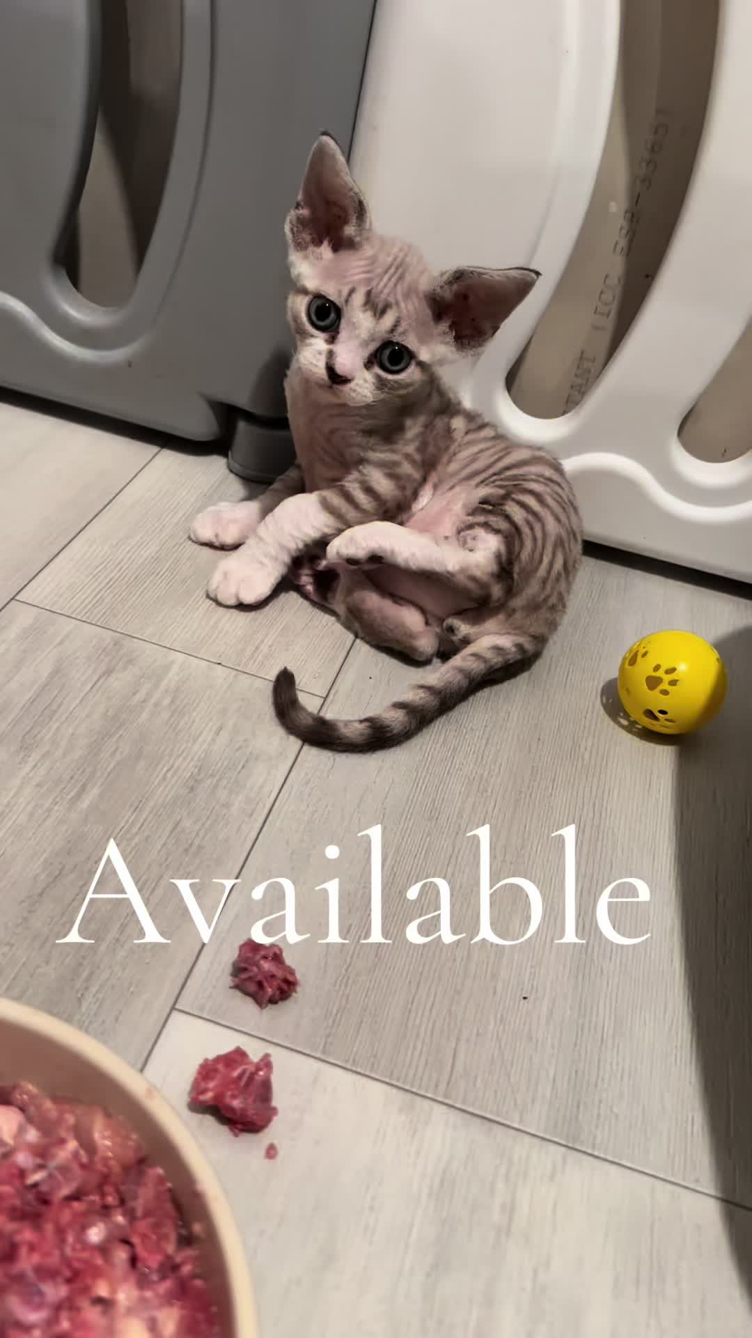 @Curlslux cattery!!🇺🇸
