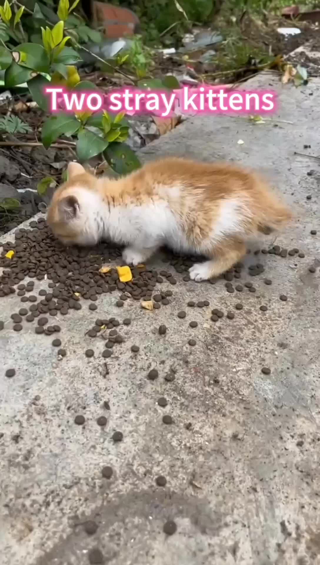 @Cats and dogs