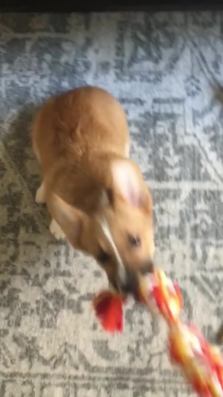 @corgilovecorgi