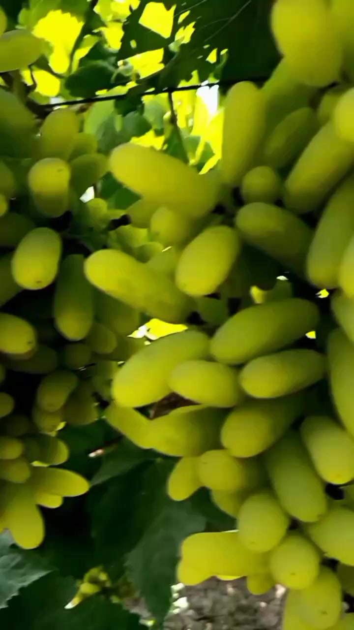 @munnaboos@