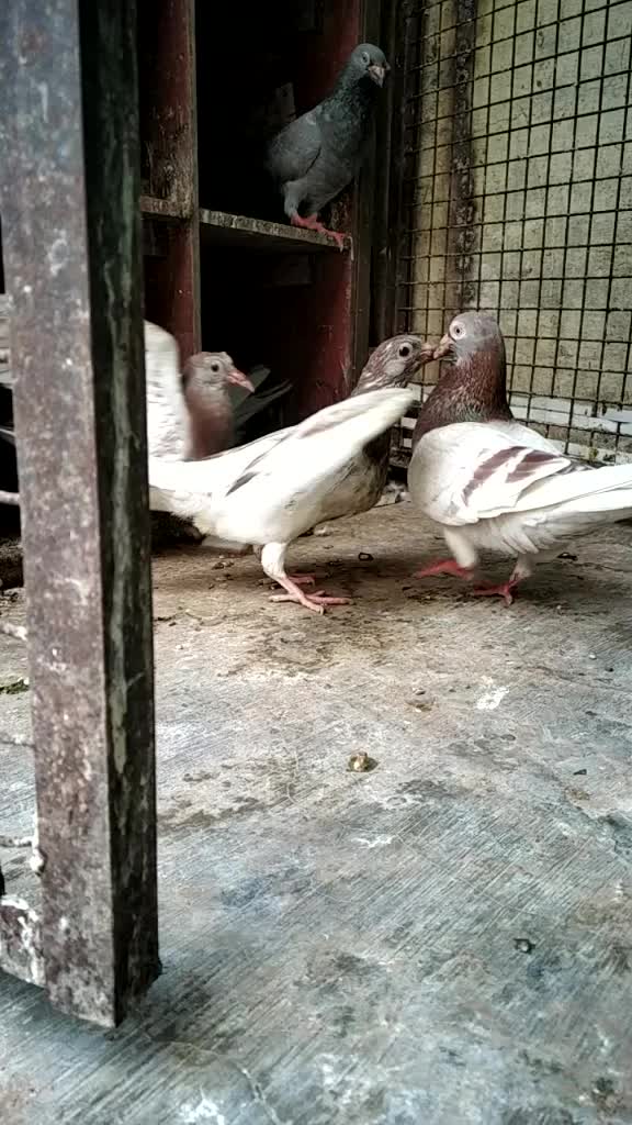 @👑mr harry sarode👑