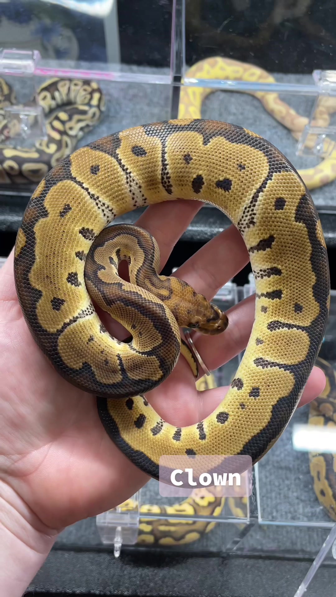 @KMReptiles